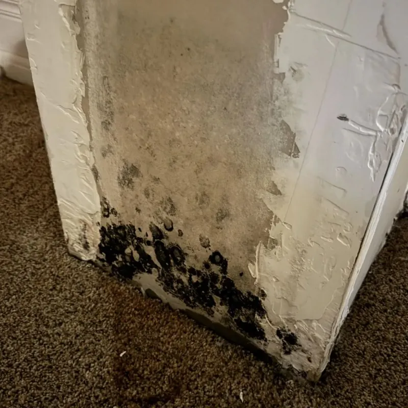 Professional Mold Removal in Plantersville, MS